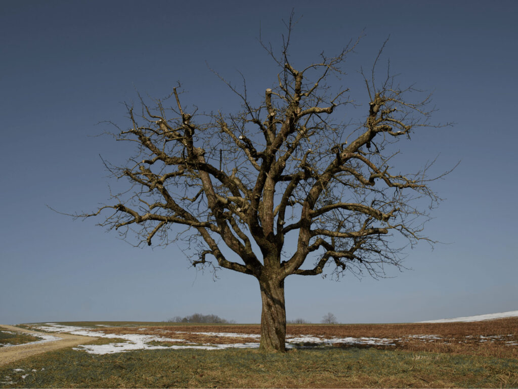 Baum mit Drehwuchs auf Wiese